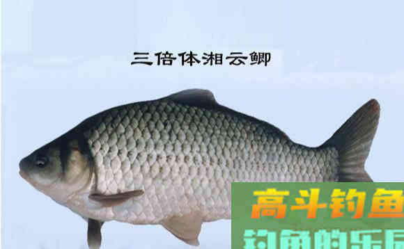这几种土鲫鱼重达几公斤