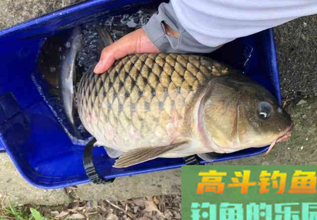 大鲤鱼狡猾至极,钓灵不如钓笨,黑漂后再起竿中鱼率高 大鲤鱼狡猾至极,钓灵不如钓笨,黑漂后再起竿中鱼率高
