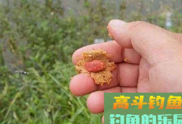 如何钓到蒙古红鲌？嘴巴地包天，俗称红尾巴
