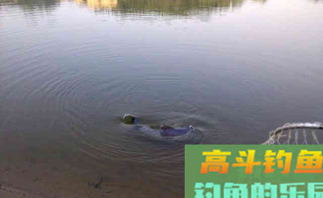 花生米怎么钓青鱼，我来教你