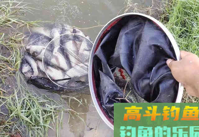 钓鲢鳙遭遇白条闹窝怎么办 钓鲢鳙遭遇白条闹窝怎么办
