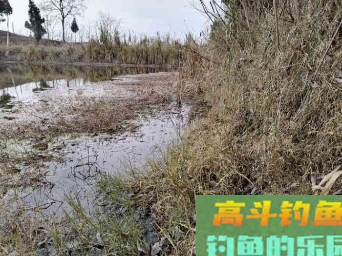 立春后，怎么钓板鲫，看这几招鱼获满满