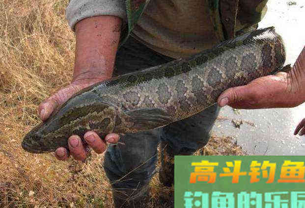 黑鱼的生存方式，以及哺育小黑鱼的理解