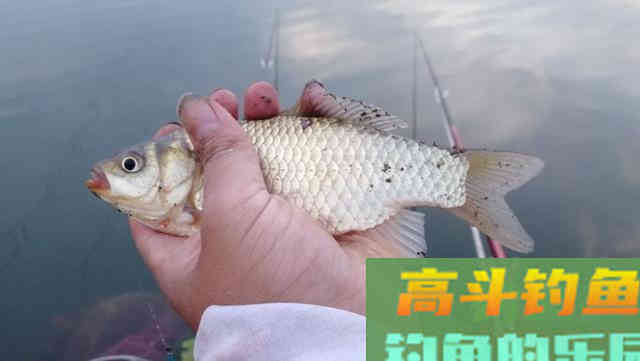 春钓大鲫鱼,这三种用饵方法别错过 春钓大鲫鱼,这三种用饵方法别错过