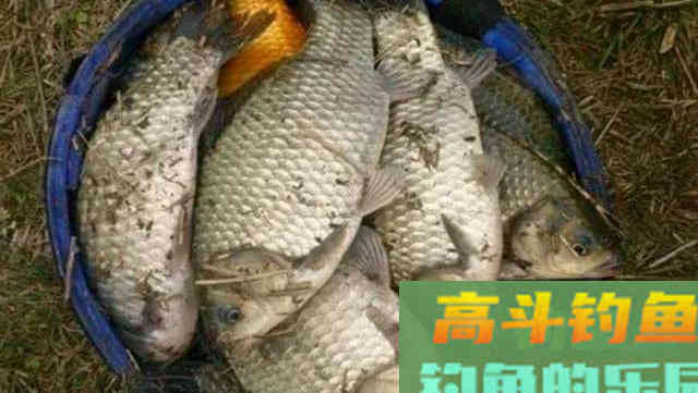 秋钓大鲫鱼，这三招偷偷告诉你，爆护了记得告诉我