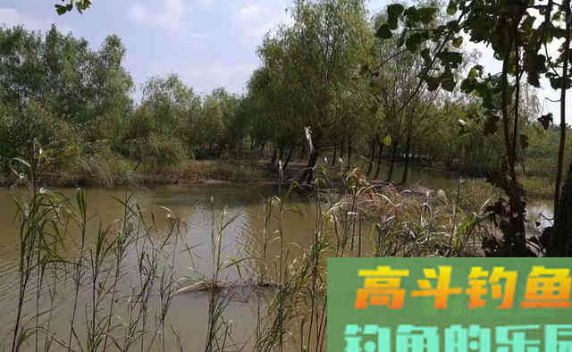 秋末初冬钓鲫鱼,一定要先找到鱼窝 秋末初冬钓鲫鱼,一定要先找到鱼窝