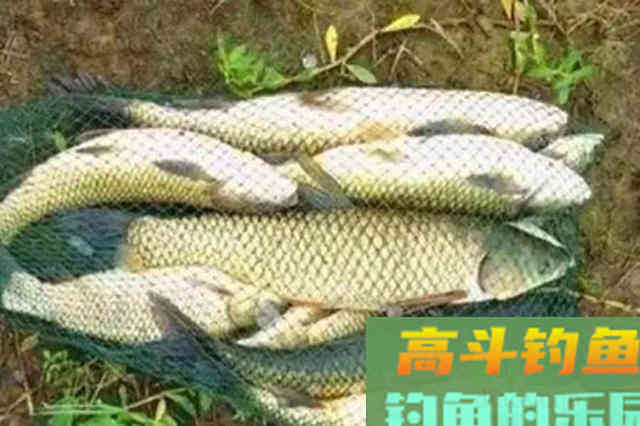 气温太高，别怪草鱼不咬钩，那是你没试过这几招