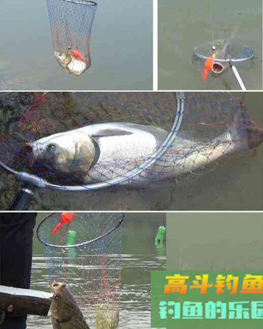 鲢鱼有什么生活习性？我来告诉你
