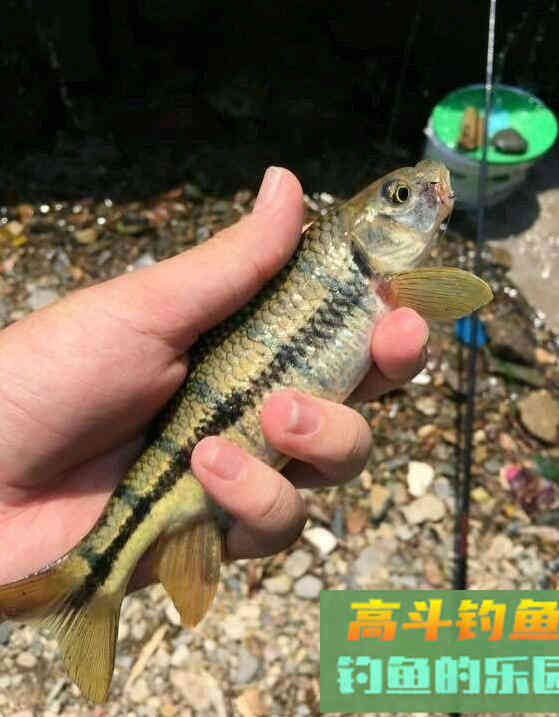 溪石斑鱼怎么钓?我来教你 溪石斑鱼怎么钓?我来教你