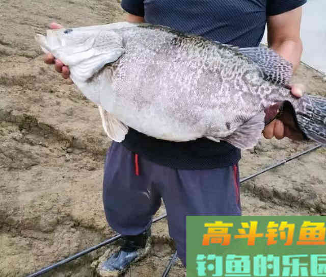 春季钓鳜鱼攻略，不耽误钓手竿