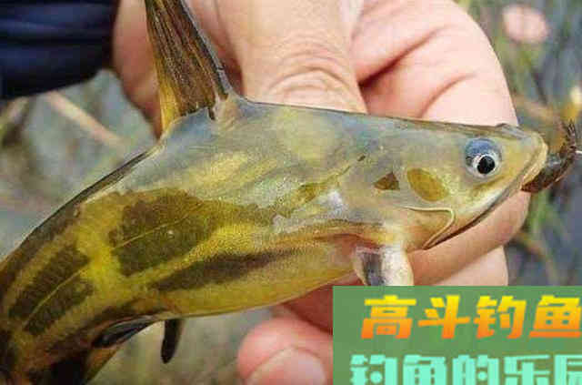 七月了,这黄骨鱼钓法不用白不用 七月了,这黄骨鱼钓法不用白不用