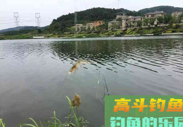 钓鳜鱼要牢记三活,只要方法得当,它比鲫鲤更好钓 钓鳜鱼要牢记三活,只要方法得当,它比鲫鲤更好钓