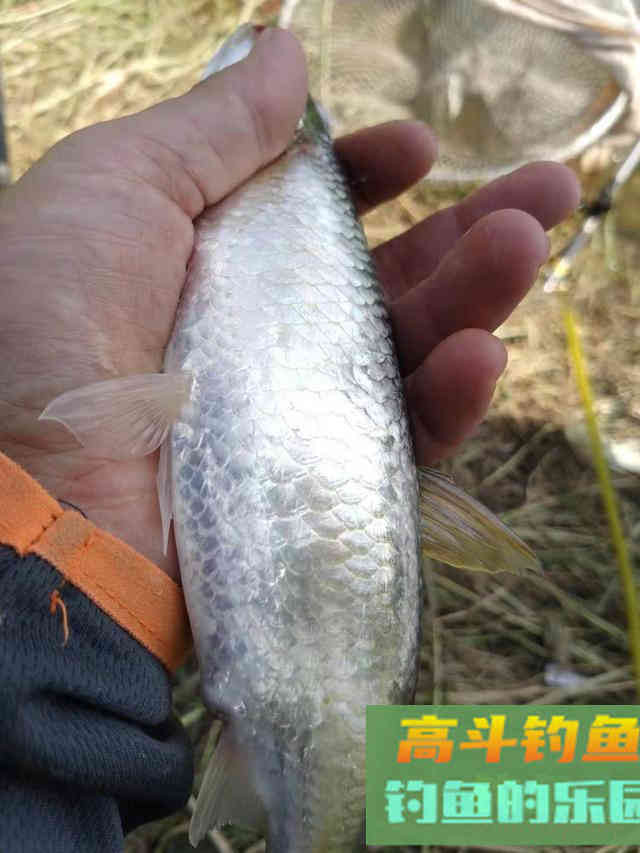 冬天野钓白条攻略，哪怕再冷它都不离不弃