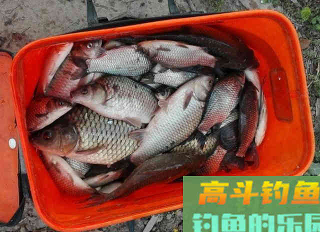 冬天钓鲫鱼，不光靠技术，&ldquo;套路&rdquo;比技术更实用