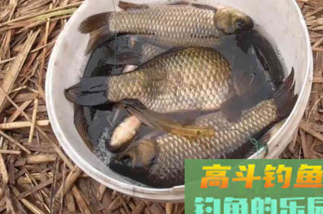再三强调，鲫鱼只要按我说的钓，鱼获翻倍