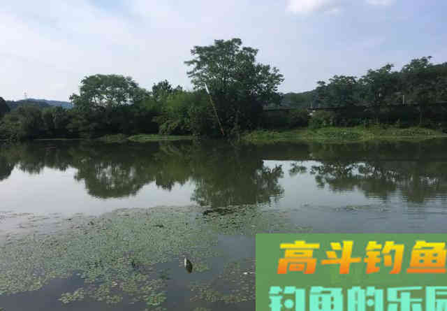 谁说钓鲫鱼非得用短竿?遇到这3种情况,鱼竿用7.2米都可以 谁说钓鲫鱼非得用短竿?遇到这3种情况,鱼竿用7.2米都可以