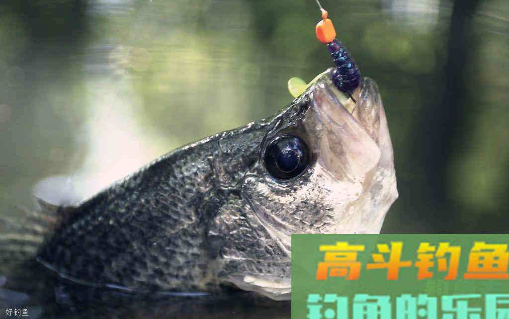 夏季气温高，钓鲢鳙要钓浮
