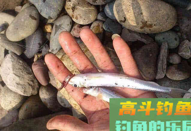 船丁子的钓法介绍，此鱼身长嘴巴小行动迅速