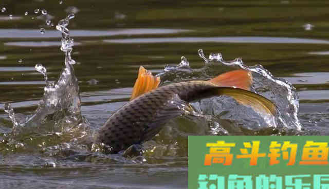 鲤鱼一年能长多大?生长速度远超你的想象 鲤鱼一年能长多大?生长速度远超你的想象