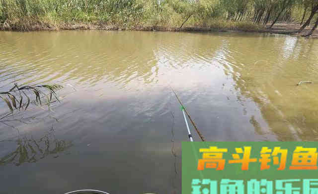 秋分前后钓鲫鱼,在这些位置下竿 秋分前后钓鲫鱼,在这些位置下竿