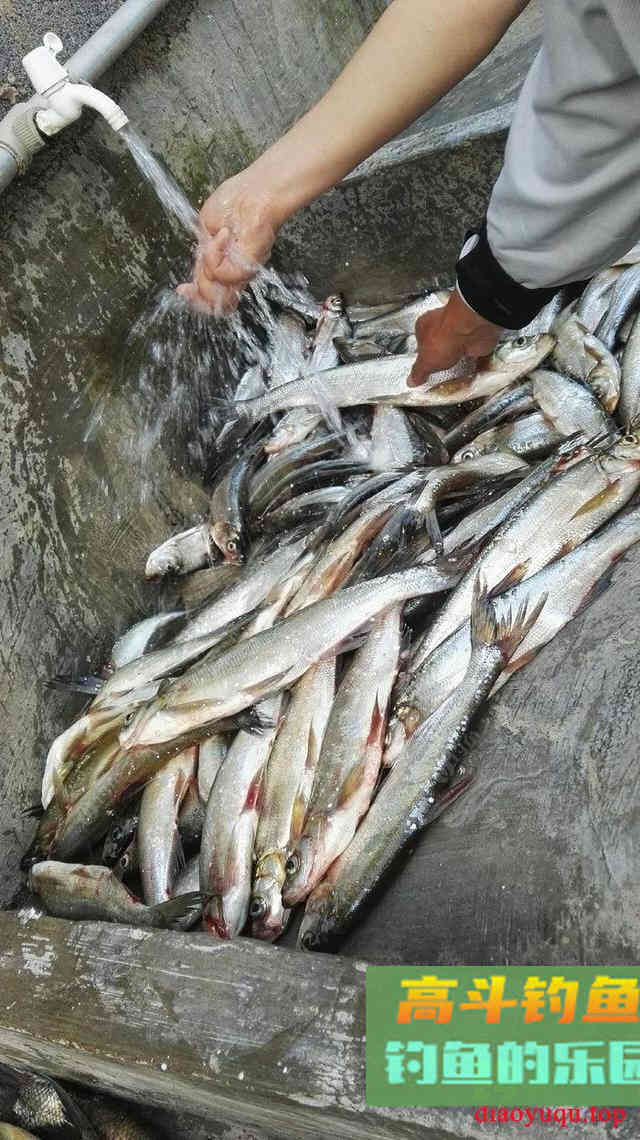 秋季钓翘嘴攻略，这三个方法专门针对翘嘴，走空是不可能的