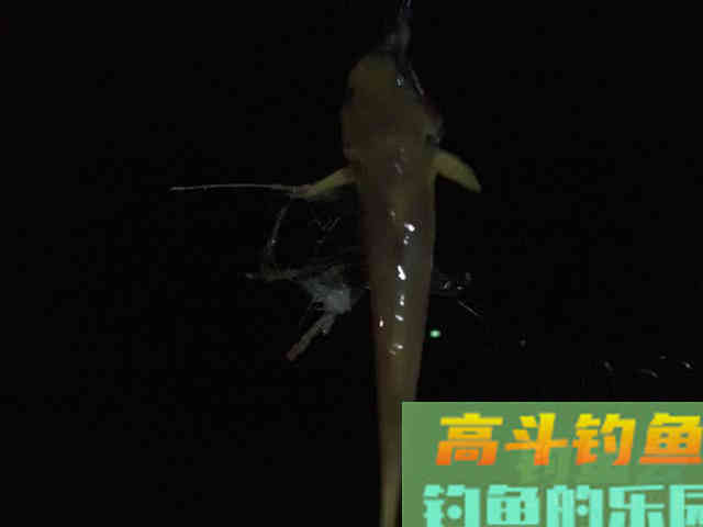 浑水钓黄颡的方法，特有效
