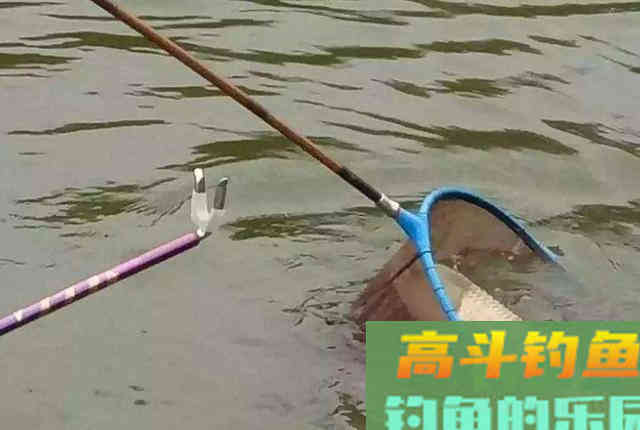 同是鲤鱼，为何黑坑用的饵料，很难钓上野生鲤鱼