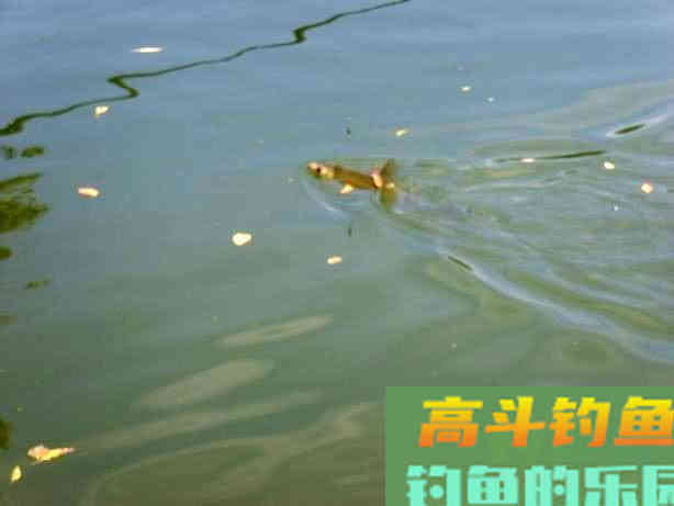 赤眼鳟的钓法与技巧，此鱼眼睛上长有红斑，酷似草鱼