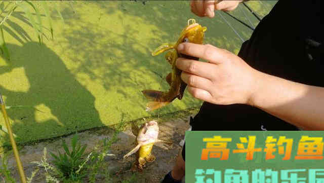 秋钓黄颡鱼,学会这样钓,少走弯路渔获多 秋钓黄颡鱼,学会这样钓,少走弯路渔获多