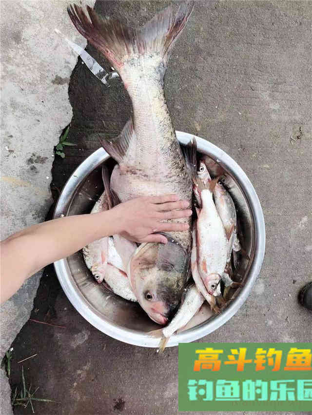 夏季手竿钓鲢鳙攻略,个头大遛鱼刺激 夏季手竿钓鲢鳙攻略,个头大遛鱼刺激