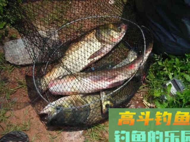 两种鲢鳙的简单钓法,和钓鲢鳙的饵料配方 两种鲢鳙的简单钓法,和钓鲢鳙的饵料配方