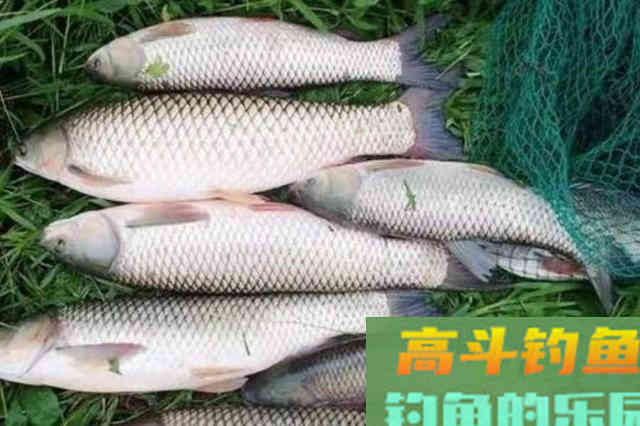 伏天太热，有这草鱼钓法就足够了