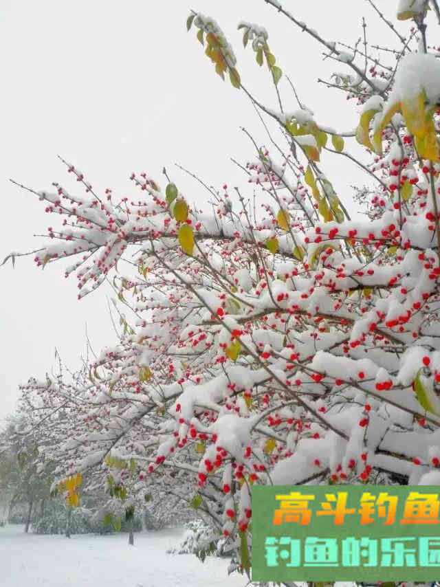 关于秋冬降温野钓鲫鱼的若干问题 关于秋冬降温野钓鲫鱼的若干问题