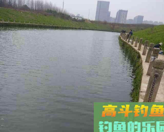 初夏，用长竿短线野钓鲫鱼，钓获一盆30多条大板鲫鱼
