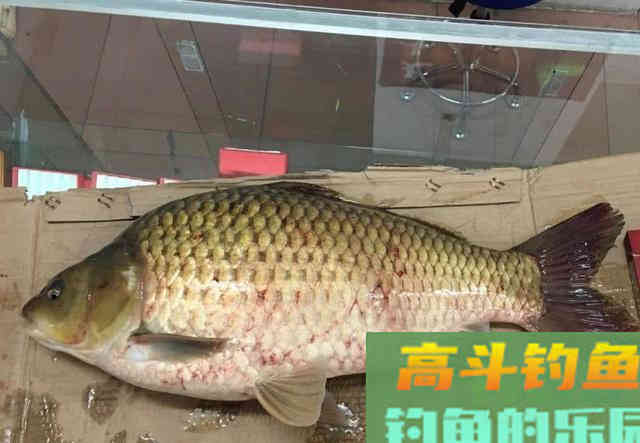 钓到4斤重的野生鲫鱼，你信吗？瞬间就用光了人品