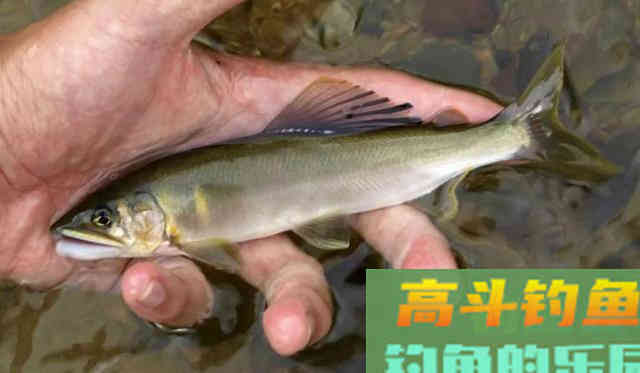 10种吃不起的淡水鱼,钓到这些鱼你就赚大了 10种吃不起的淡水鱼,钓到这些鱼你就赚大了