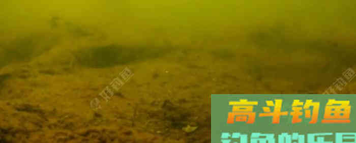 野钓策(19)鲫鱼习性与施钓的关联性 野钓策(19)鲫鱼习性与施钓的关联性