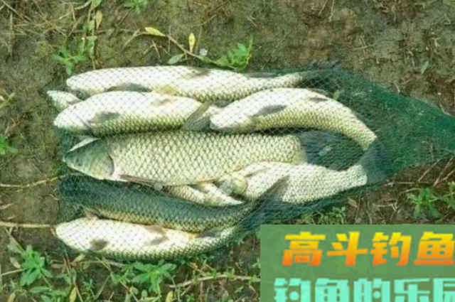 初秋时，我只需用好这草鱼钓法，连竿狂拔到手疼