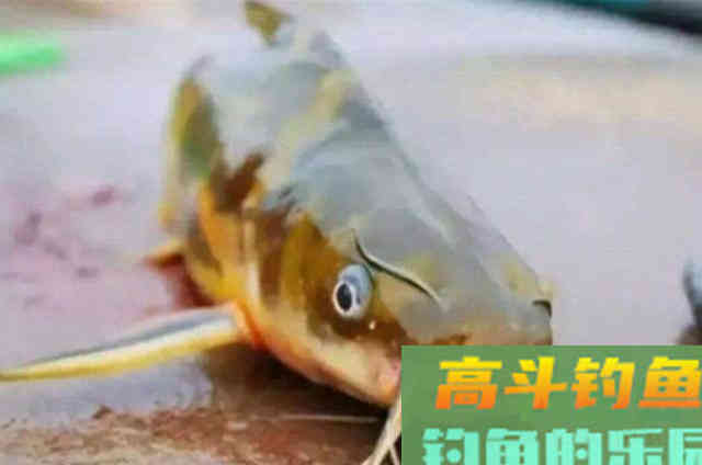 征服黄颡鱼就得用这钓法,暗静浑活荤腥多粗大 征服黄颡鱼就得用这钓法,暗静浑活荤腥多粗大