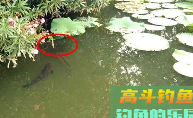 秋季黑鱼的几种民间钓法 秋季黑鱼的几种民间钓法