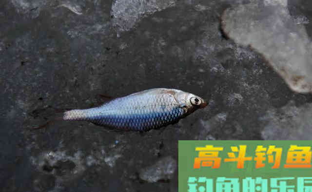 为什么冬季大板鲫很常见，夏季鲫鱼又少又小