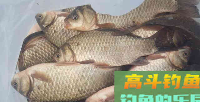 鲫鱼有一个很多人不知的特点,用好此特点爆护 鲫鱼有一个很多人不知的特点,用好此特点爆护