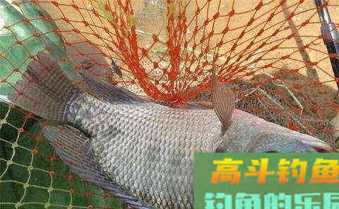 细述黑坑垂钓罗非鱼技巧 细述黑坑垂钓罗非鱼技巧
