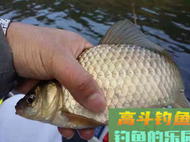 掌握这些作钓技巧，想钓大鲫鱼也没想象的那么难！