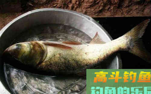 钓鲢鳙时为什么总是有口但提竿不中？