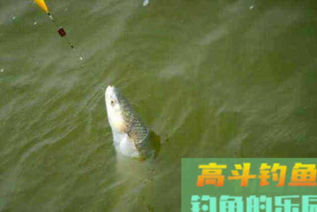 鲻鱼如何钓,钓内河鲻鱼的方法与技巧 鲻鱼如何钓,钓内河鲻鱼的方法与技巧
