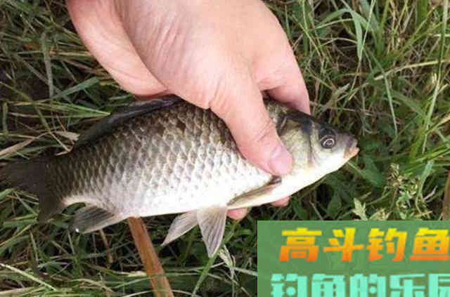 秋末期间，水库作钓鲫鱼的3个方法与技巧