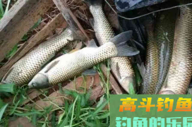 谁说夏季不好钓草鱼？窝料按我说的打，竿子拉弯