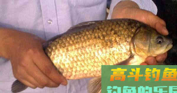 这几种土鲫鱼重达几公斤