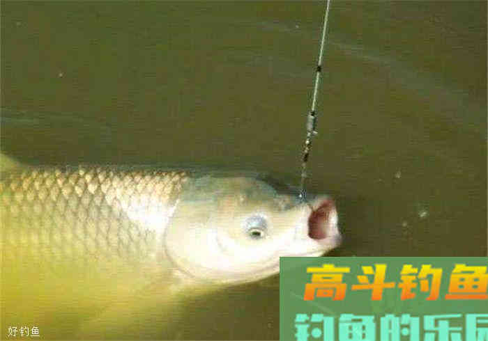 钓草鱼技巧分析,为深秋上鱼做好准备 钓草鱼技巧分析,为深秋上鱼做好准备